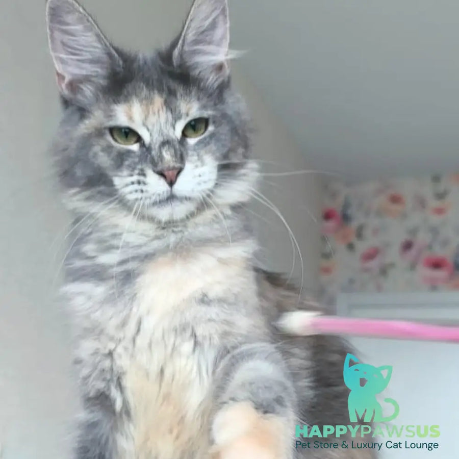 Ptaha Maine Coon female blue tortie tabby - live animals