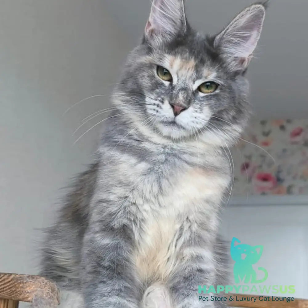 Ptaha Maine Coon female blue tortie tabby - live animals