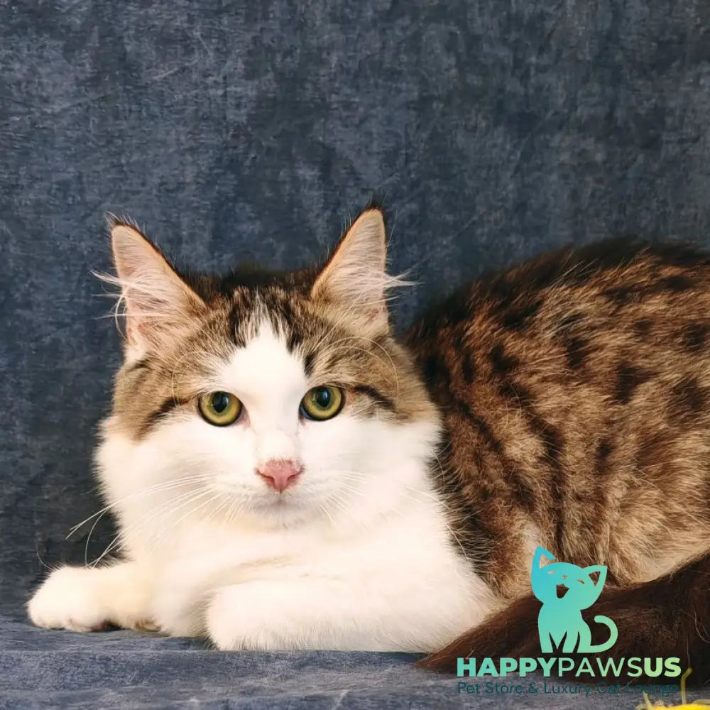 Puchlik Siberian male red bicolour spotted tabby - live animals
