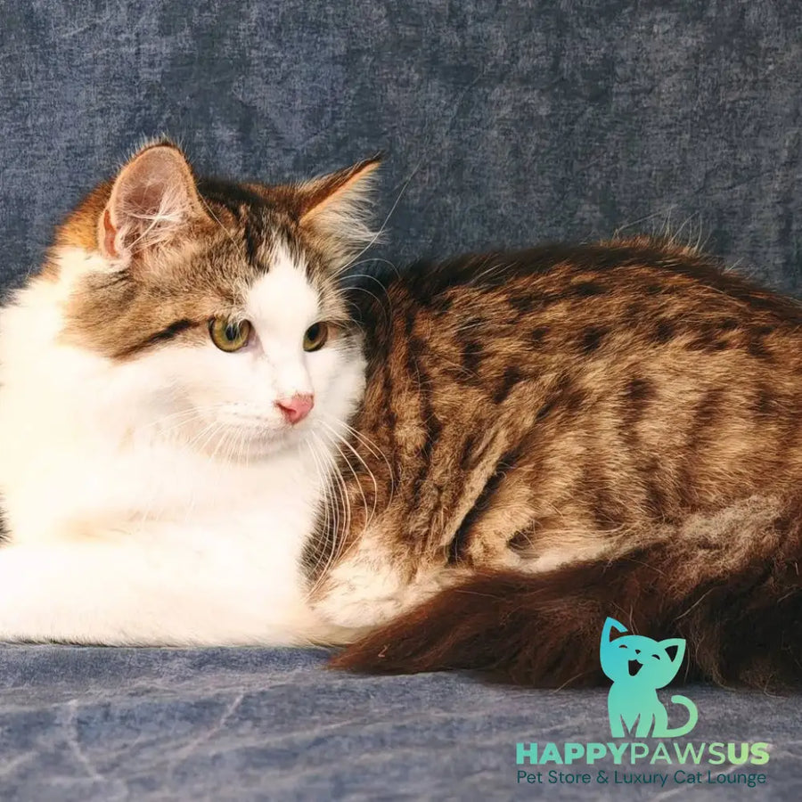Puchlik Siberian male red bicolour spotted tabby - live animals