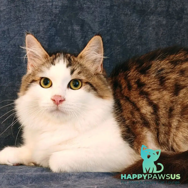 Puchlik Siberian male red bicolour spotted tabby - live animals