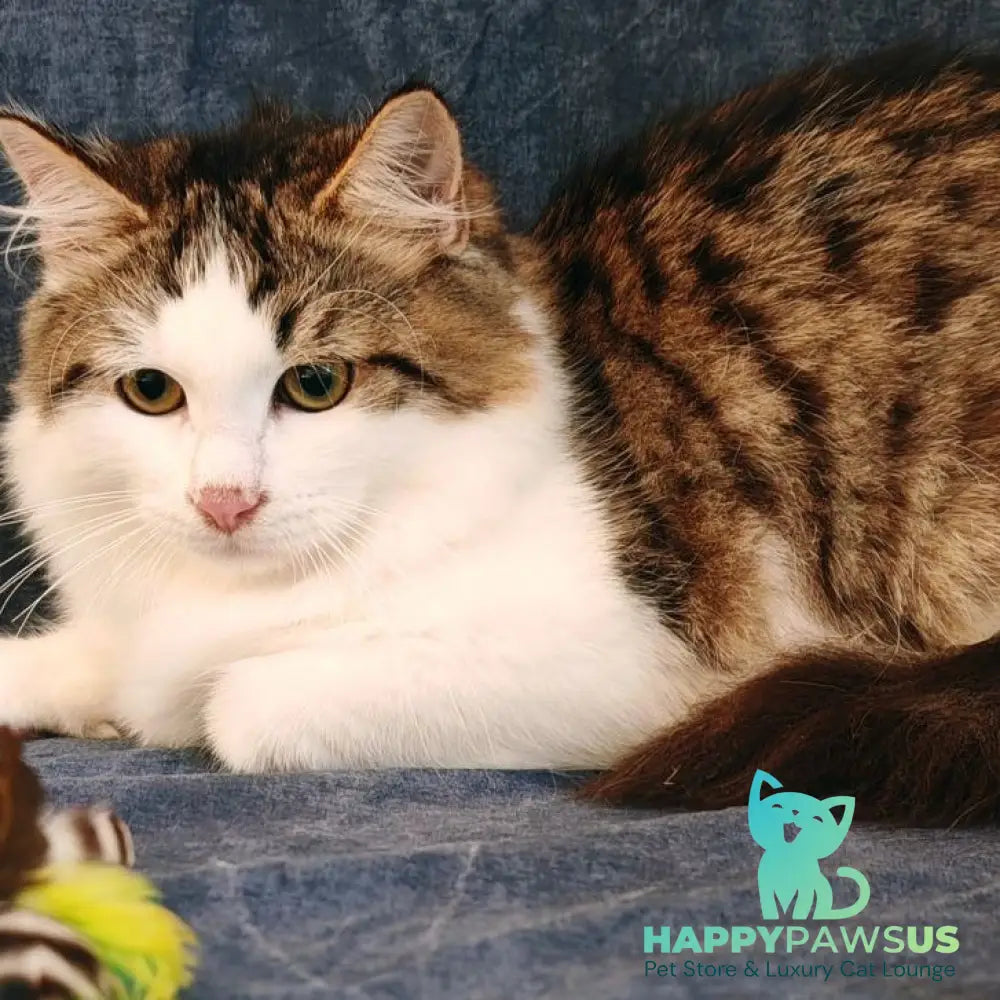 Puchlik Siberian male red bicolour spotted tabby - live animals