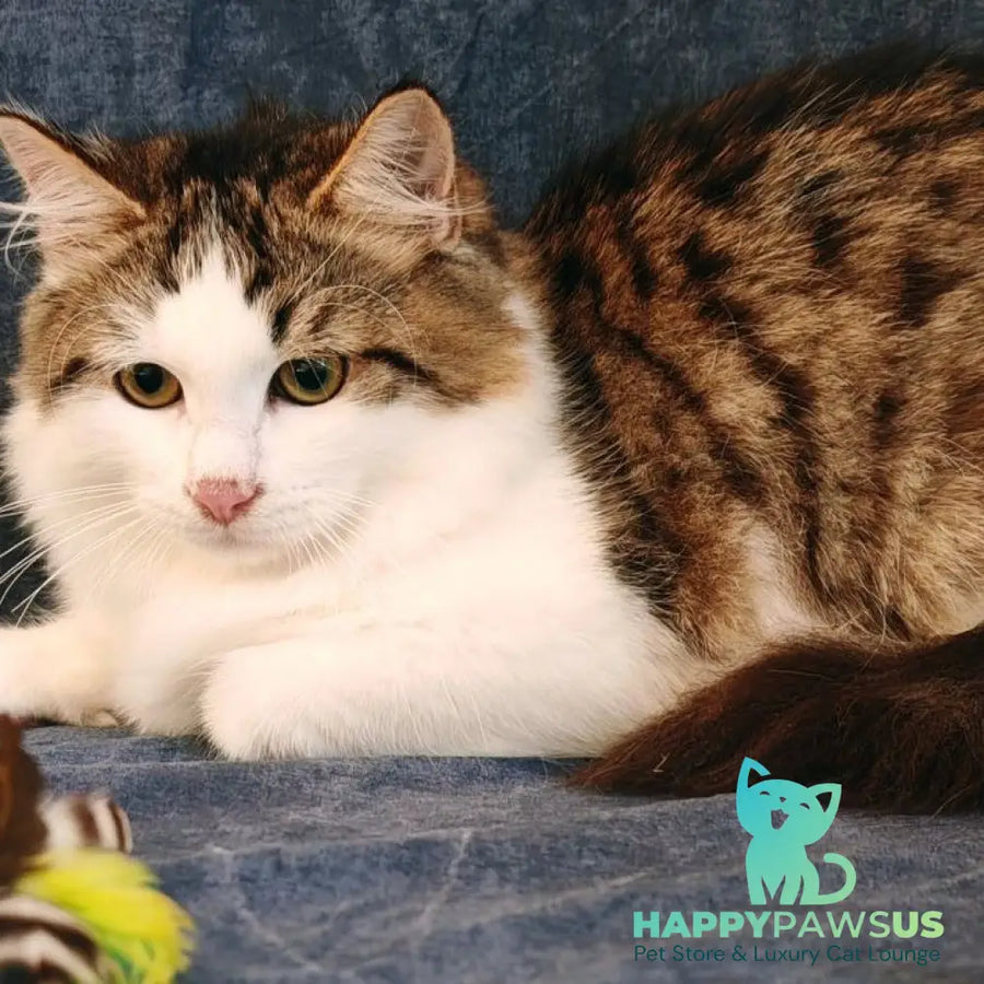 Puchlik Siberian male red bicolour spotted tabby - live animals