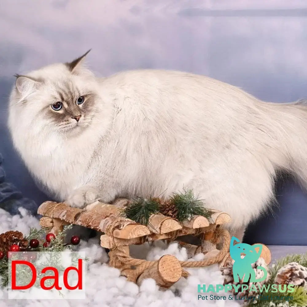 Puchlik Siberian male red bicolour spotted tabby - live animals