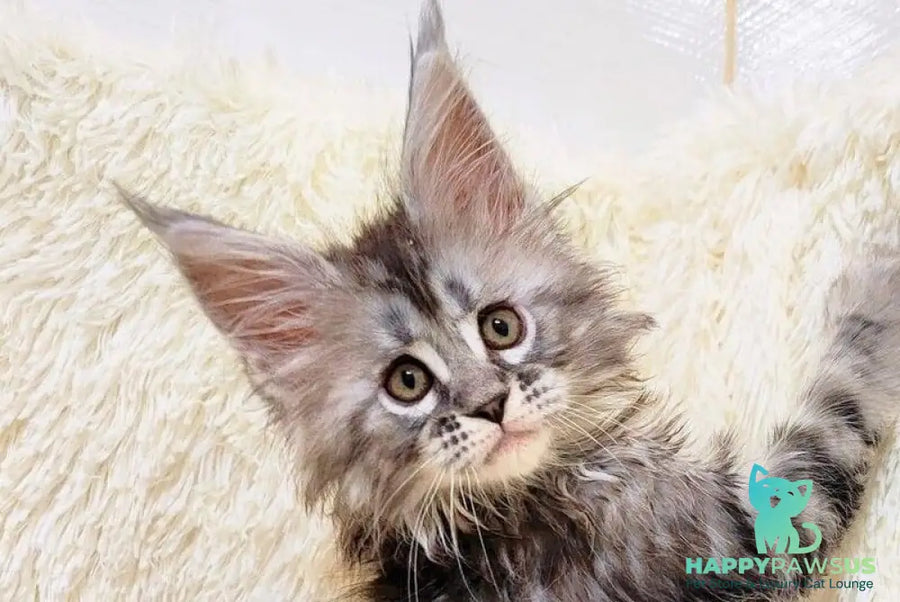 Pudra Maine Coon female black silver tabby live animals