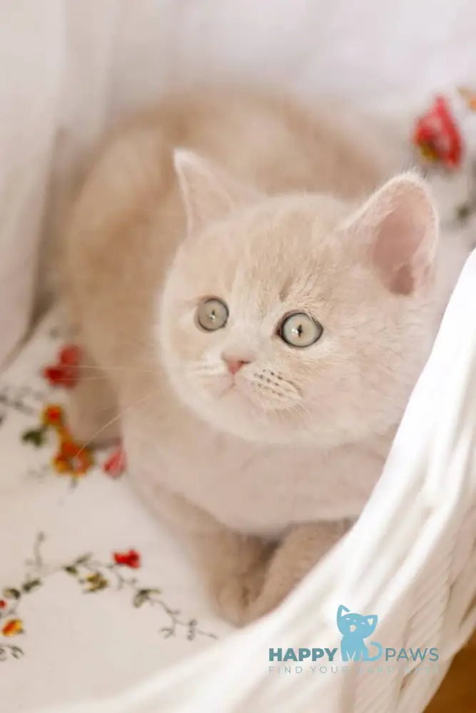 Puffi British Shorthair male fawn live animals