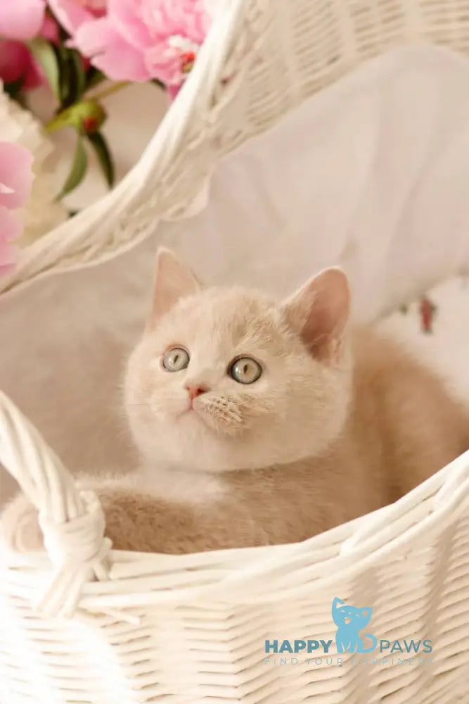 Puffi British Shorthair male fawn live animals