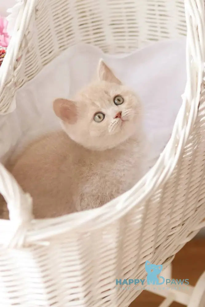 Puffi British Shorthair male fawn live animals