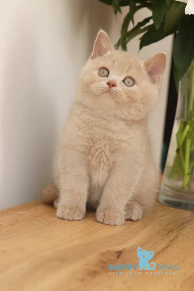 Puffi British Shorthair male fawn live animals