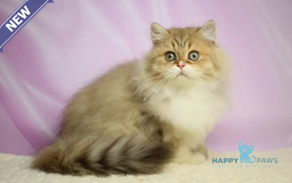 Puffy British Longhair male chocolate spotted tabby with white live animals