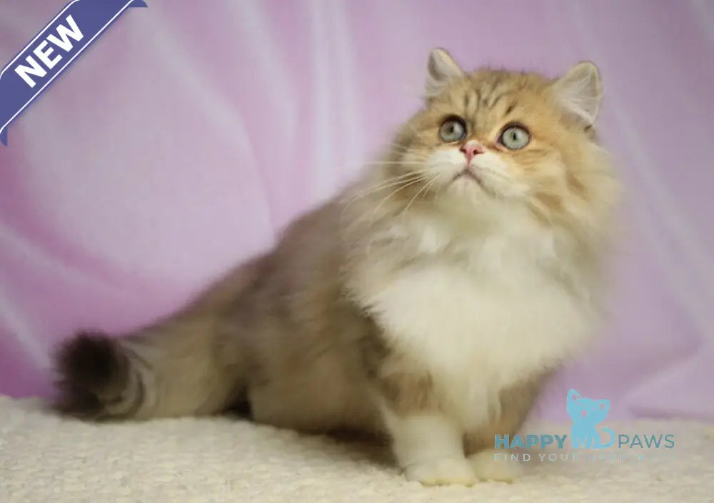Puffy British Longhair male chocolate spotted tabby with white live animals