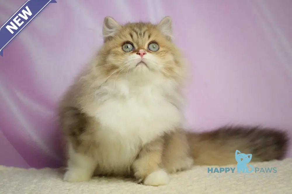 Puffy British Longhair male chocolate spotted tabby with white live animals