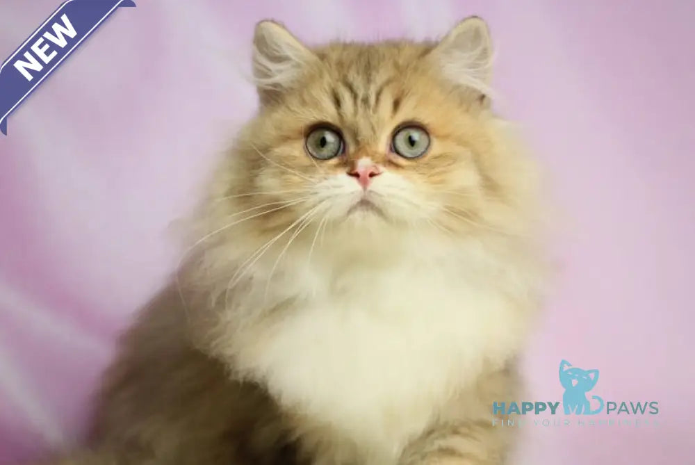 Puffy British Longhair male chocolate spotted tabby with white live animals