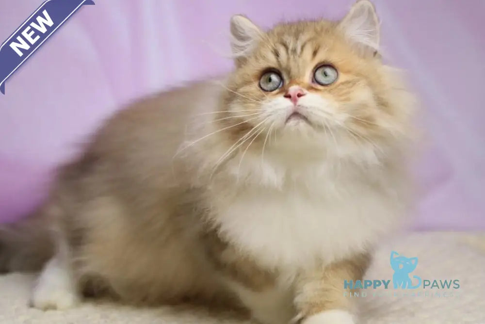 Puffy British Longhair male chocolate spotted tabby with white live animals