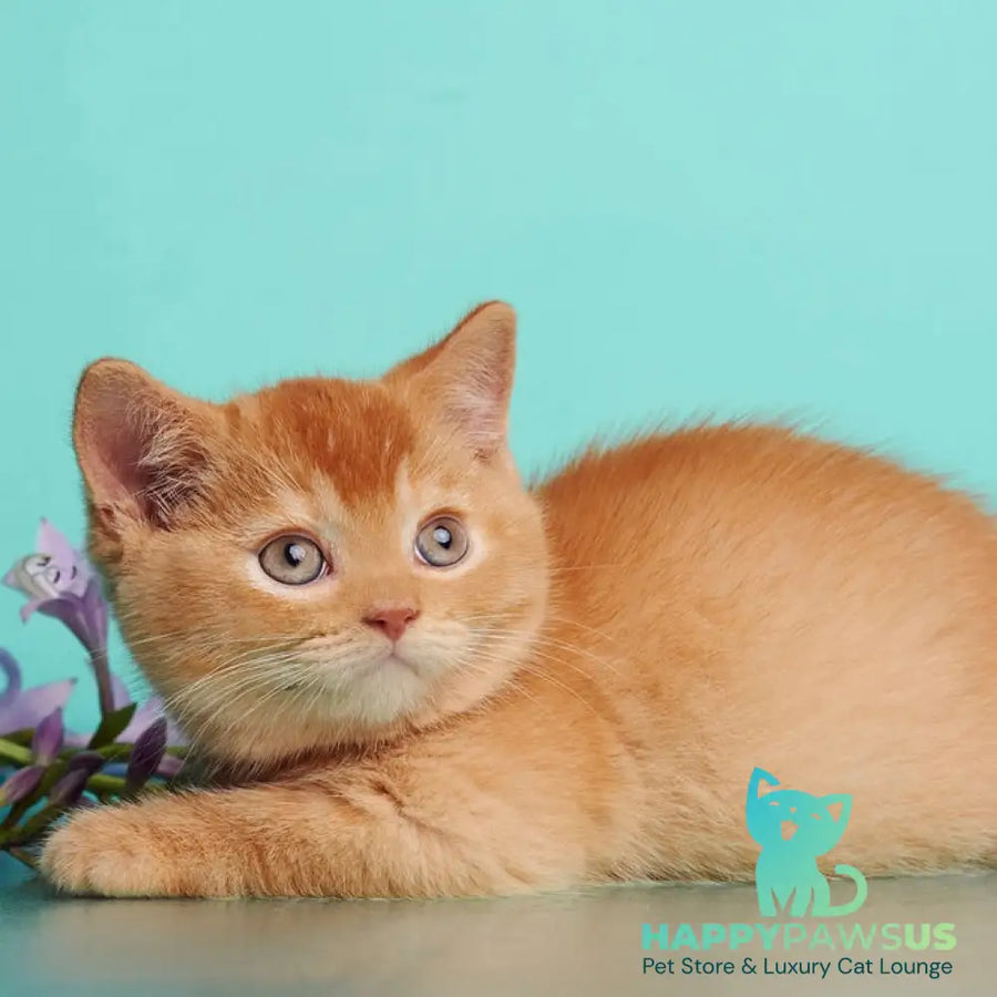 Puffy British Shorthair male red - live animals