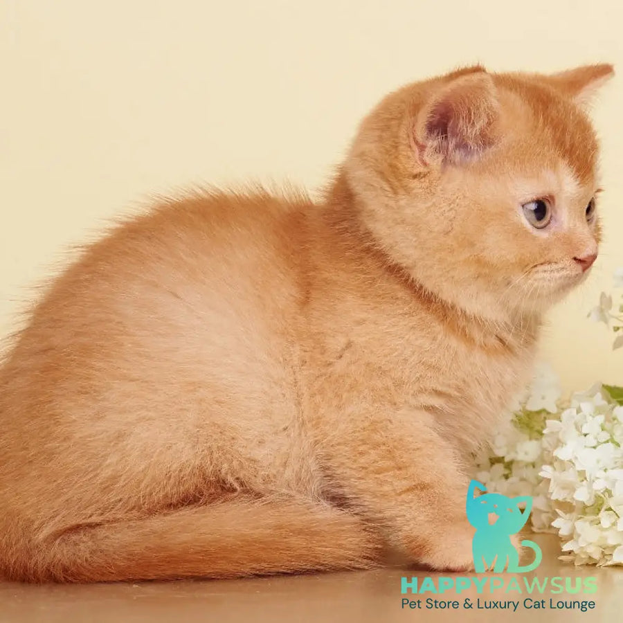 Puffy British Shorthair male red - live animals