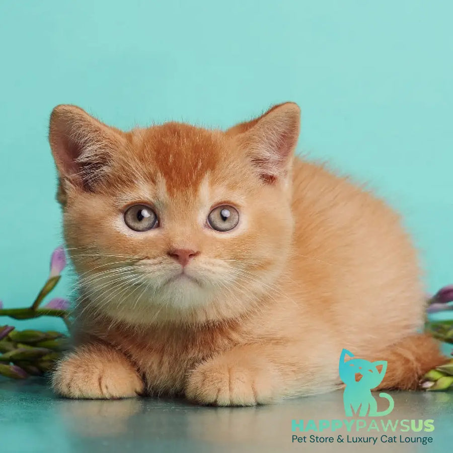 Puffy British Shorthair male red - live animals