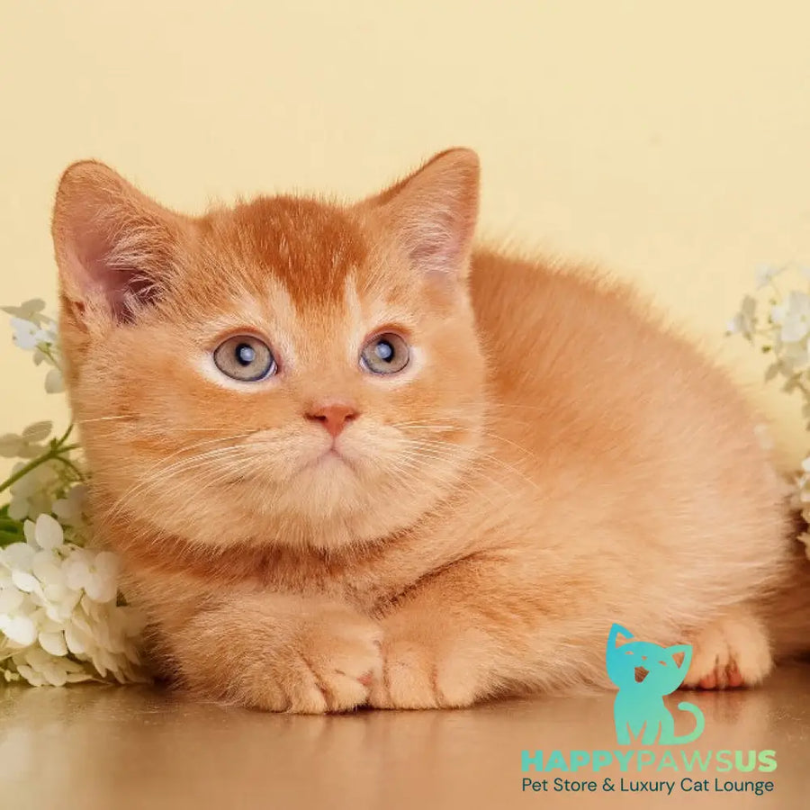 Puffy British Shorthair male red - live animals