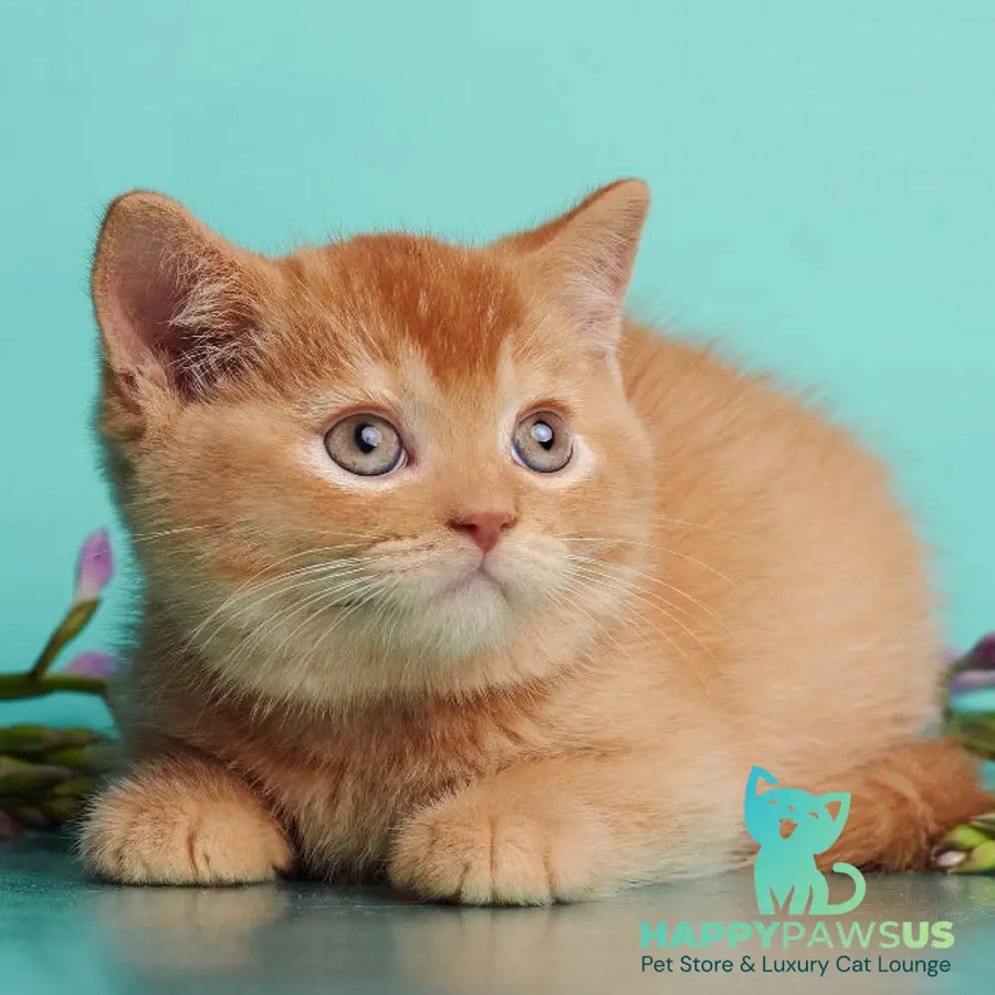 Puffy British Shorthair male red - live animals