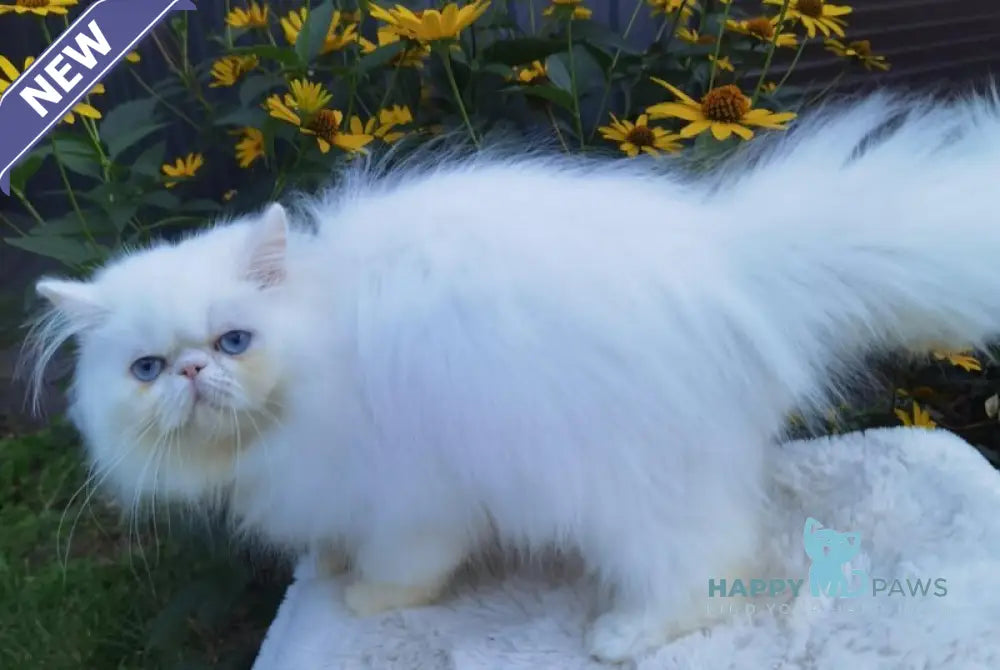 Pufik Persian male white live animals