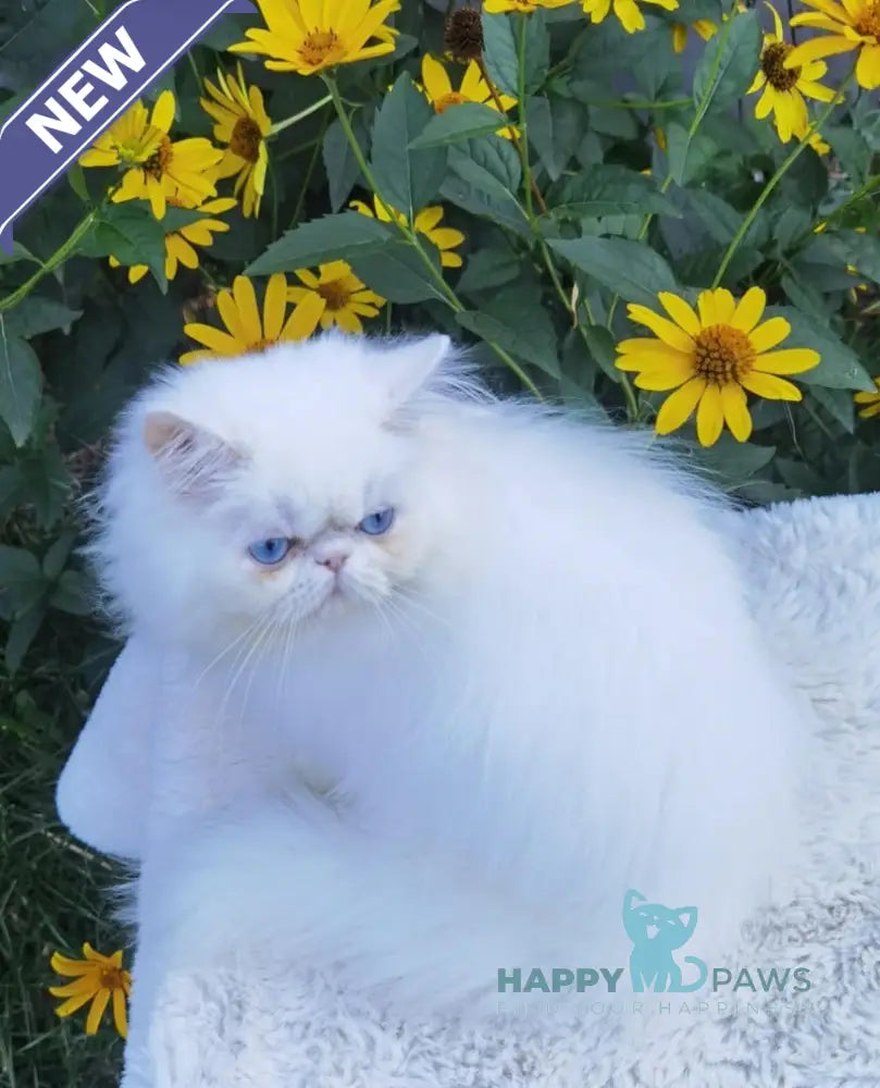 Pufik Persian male white live animals