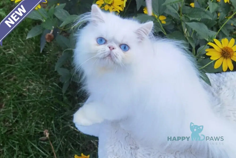 Pufik Persian male white live animals