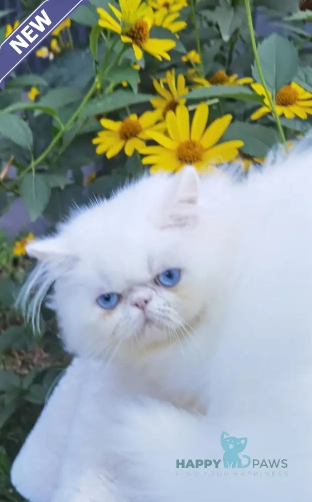 Pufik Persian male white live animals