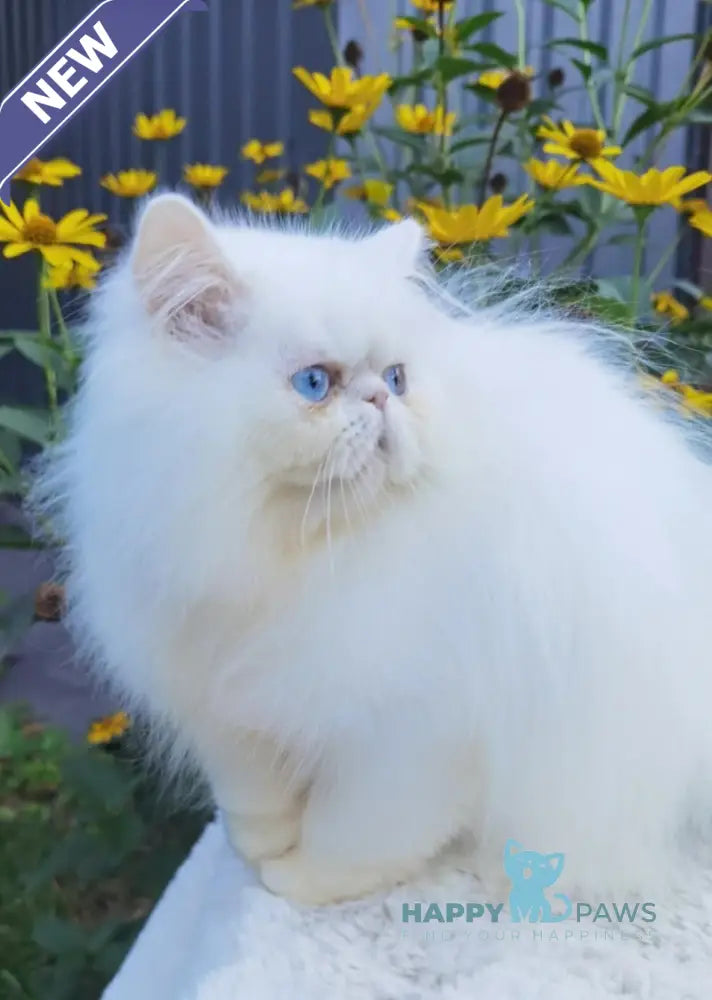 Pufik Persian male white live animals