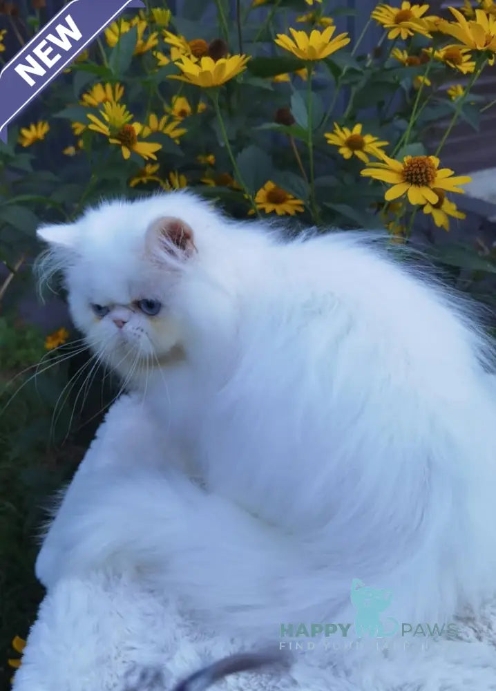 Pufik Persian male white live animals