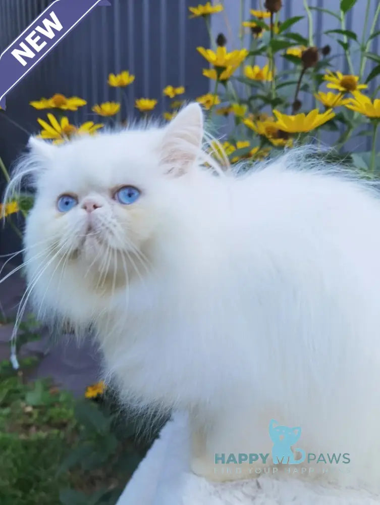 Pufik Persian male white live animals
