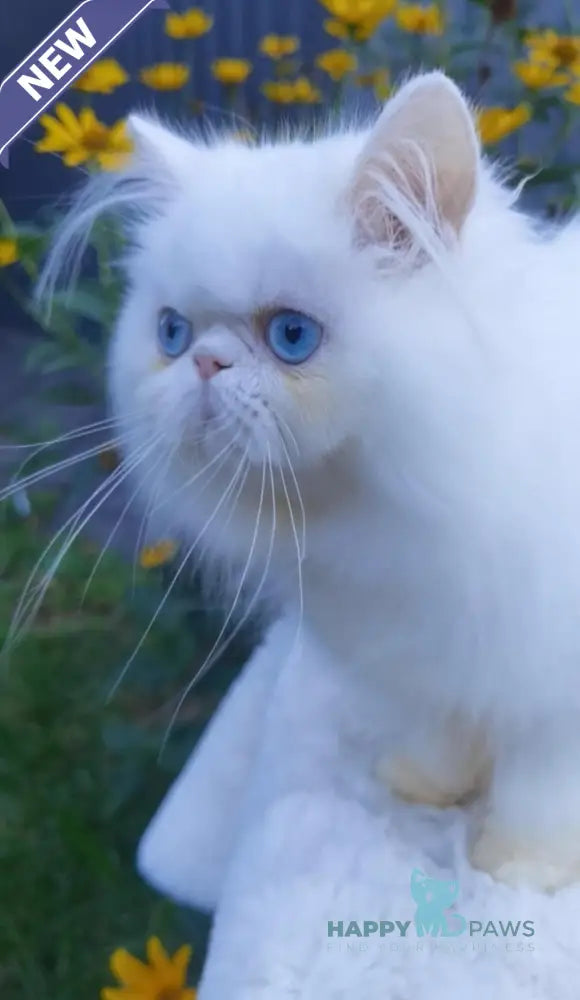 Pufik Persian male white live animals