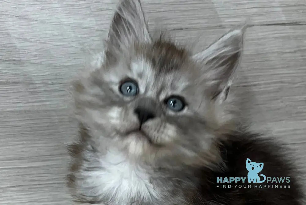 Puma Maine Coon female black silver live animals