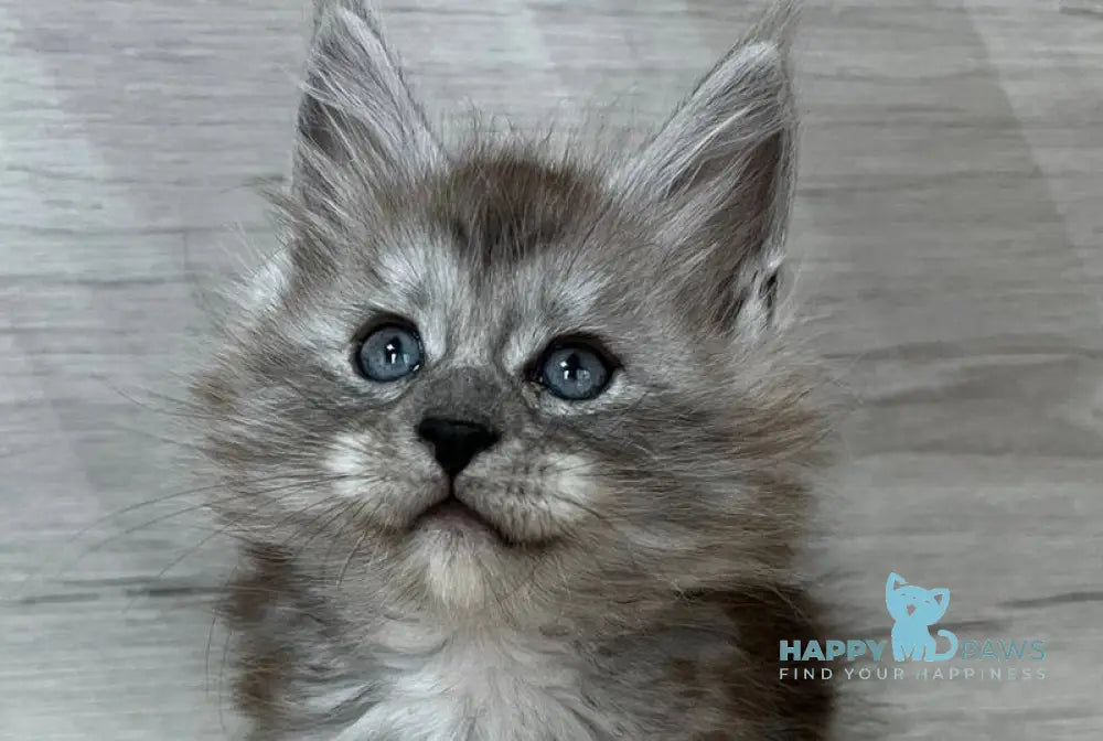 Puma Maine Coon female black silver live animals