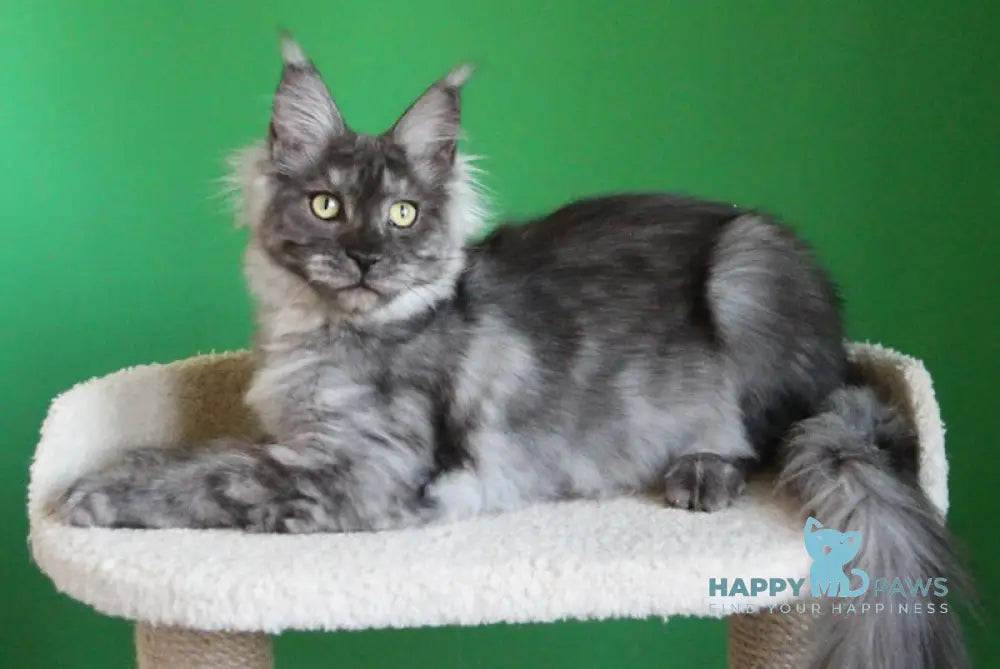 Puma Maine Coon female balck smoke live animals
