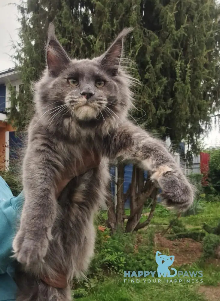 Puma Maine Coon female blue tortie live animals