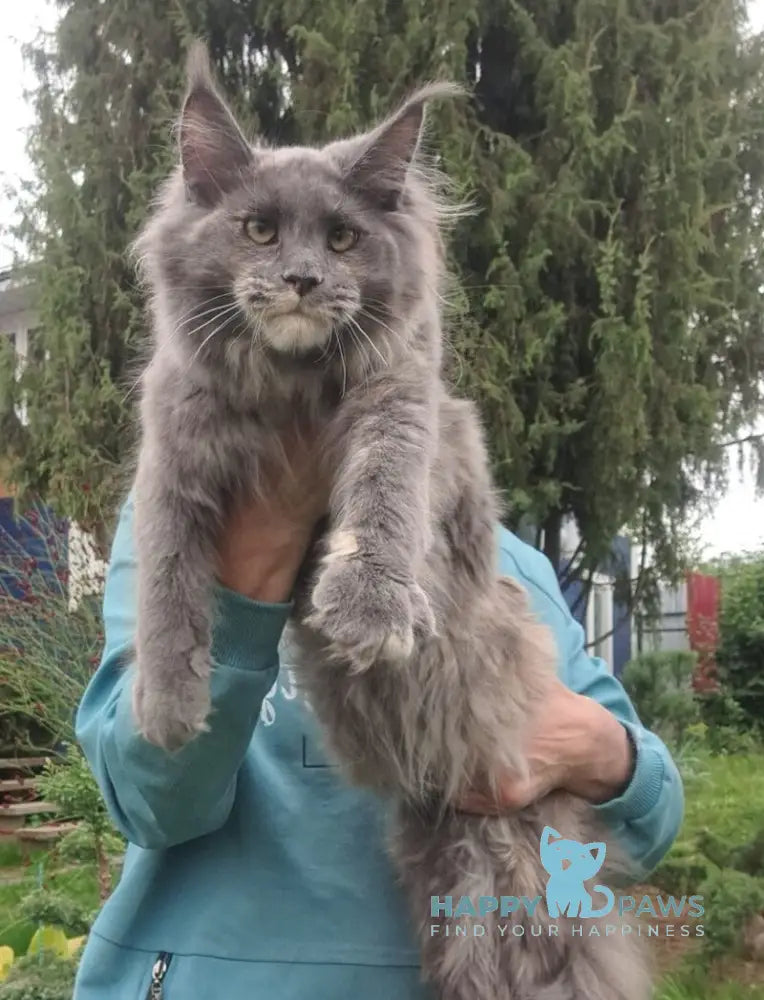 Puma Maine Coon female blue tortie live animals