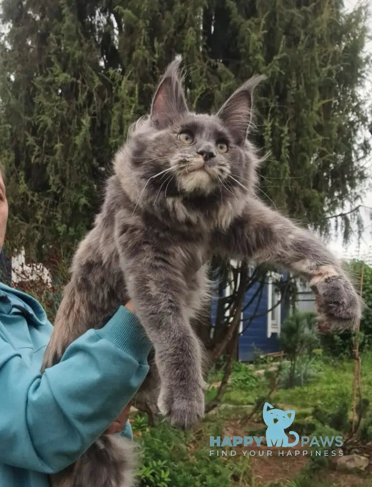 Puma Maine Coon female blue tortie live animals