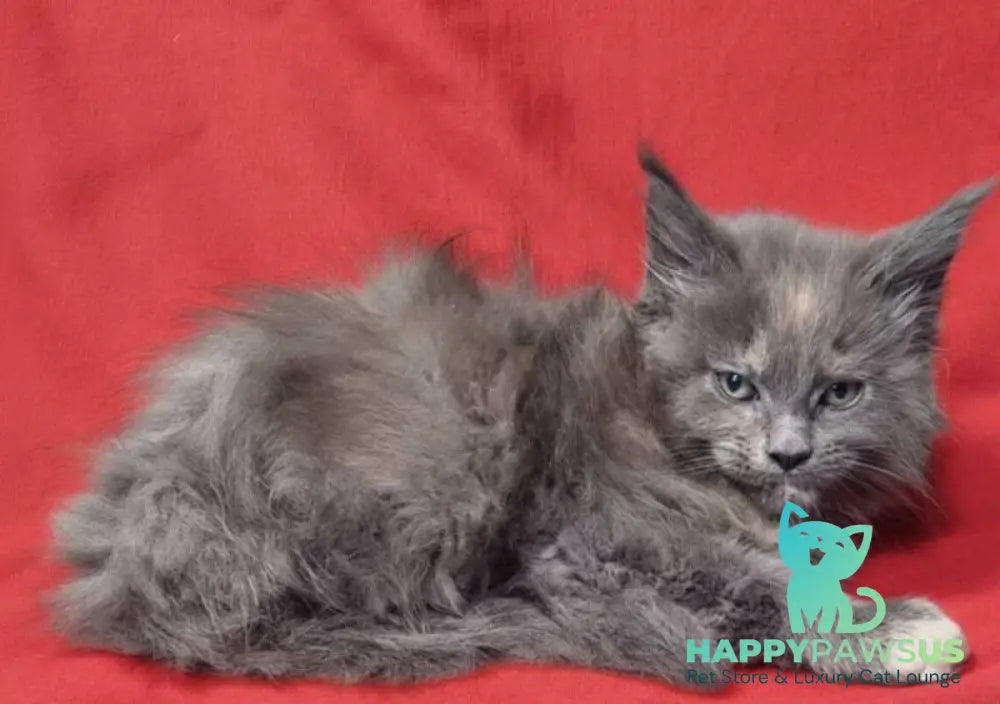 Puma Maine Coon female blue tortie silver live animals
