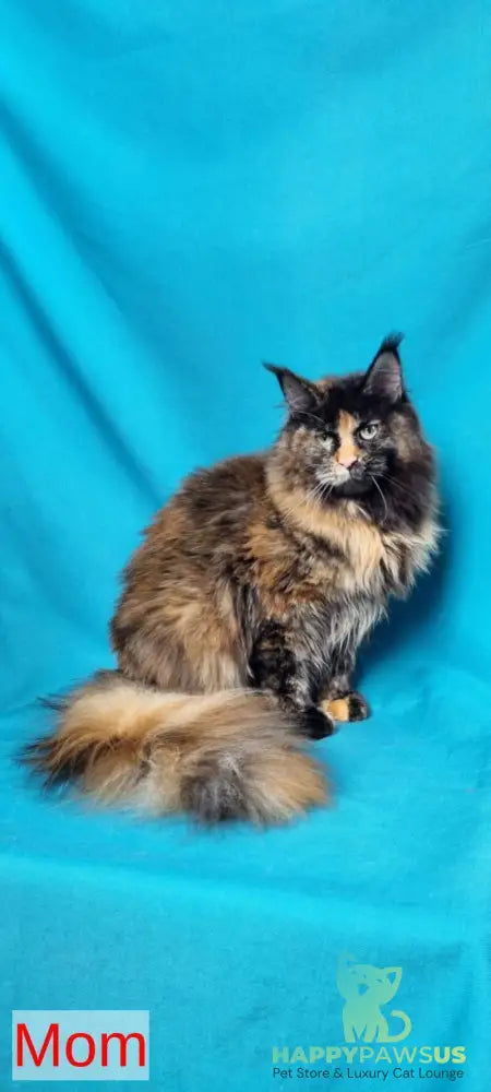 Puma Maine Coon female blue tortie silver live animals