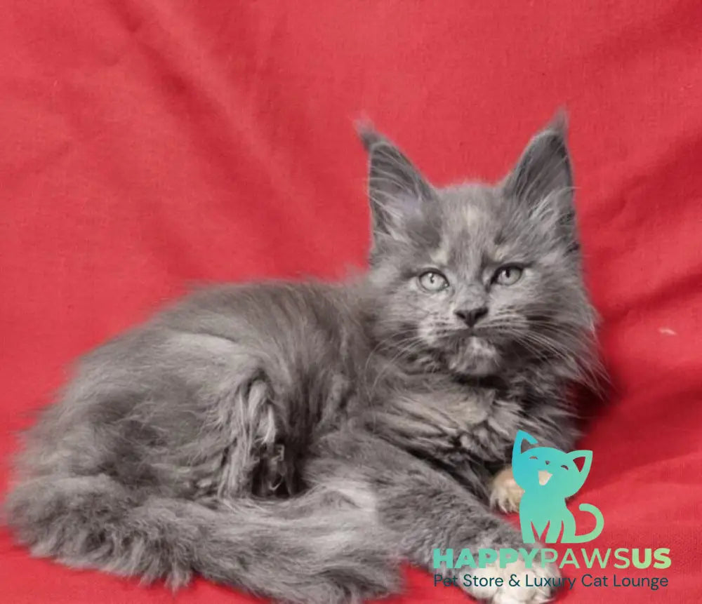 Puma Maine Coon female blue tortie silver live animals