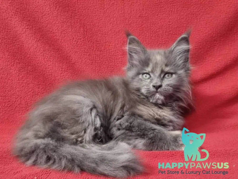 Puma Maine Coon female blue tortie silver live animals