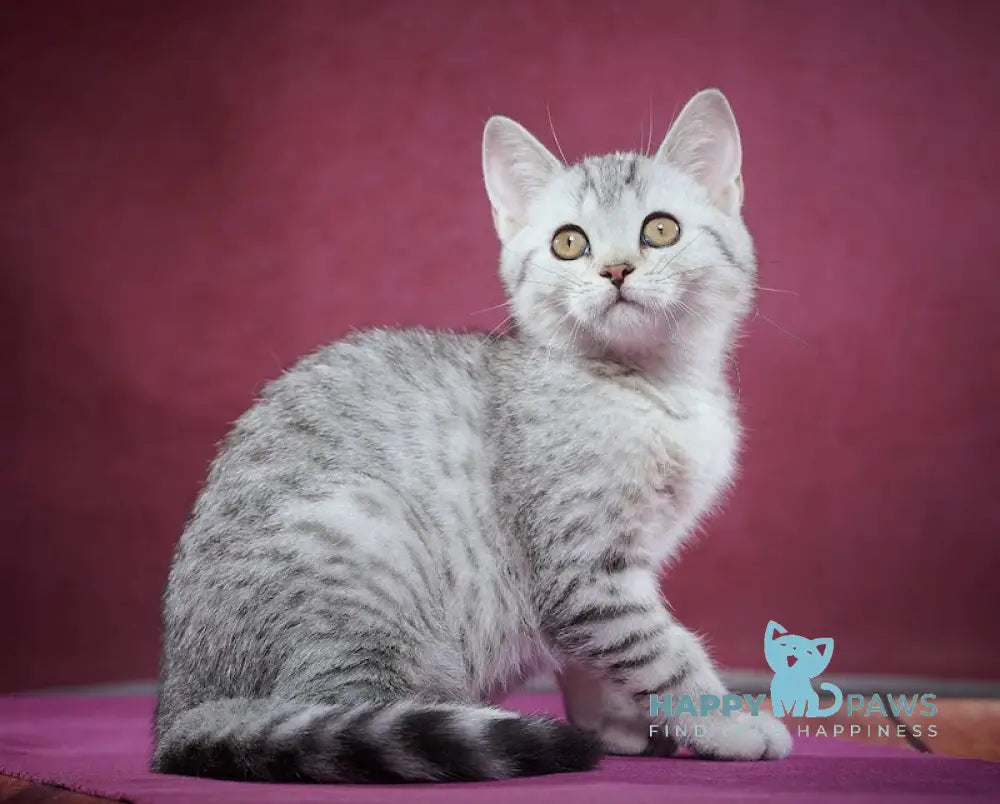 Puma Scottish Straight female black silver spotted tabby