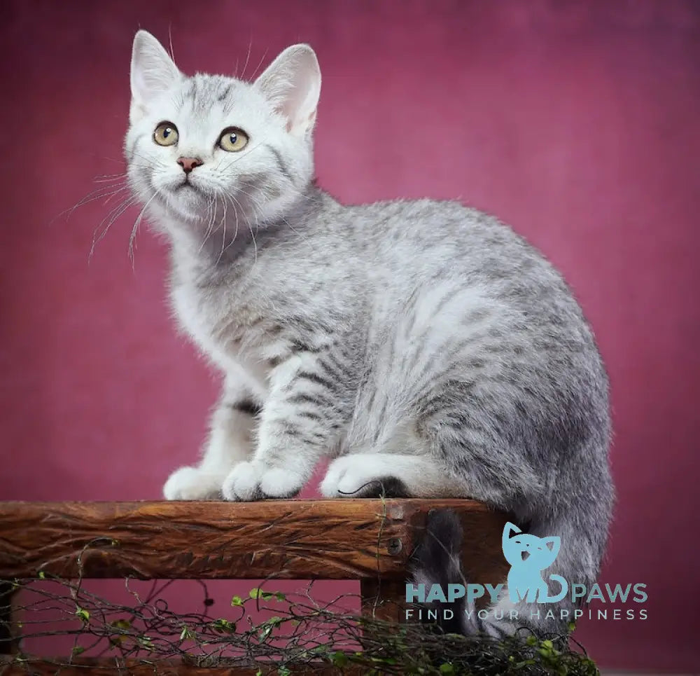 Puma Scottish Straight female black silver spotted tabby