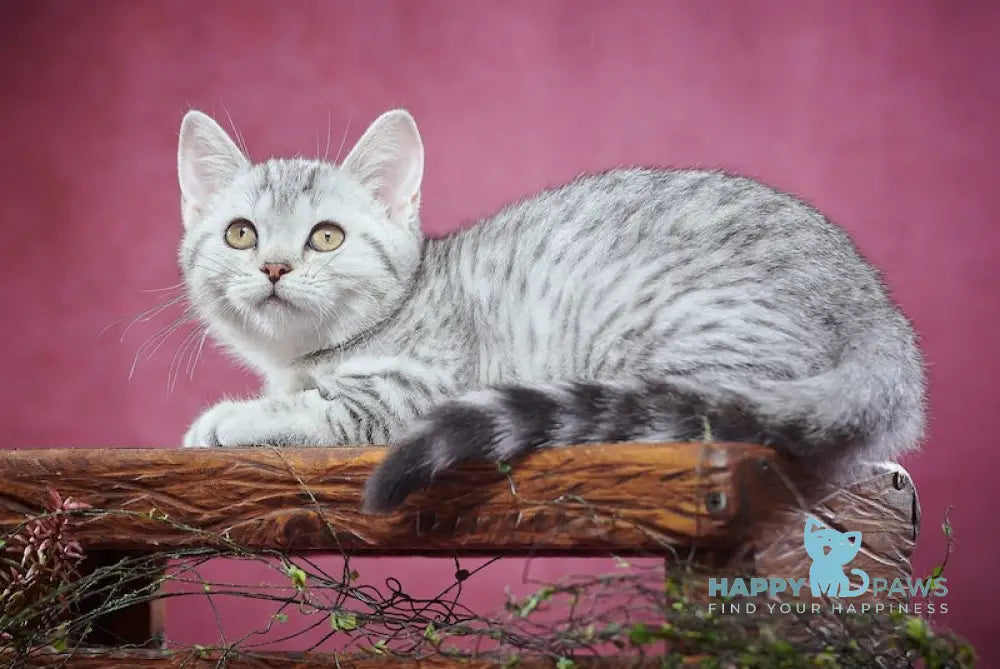 Puma Scottish Straight female black silver spotted tabby
