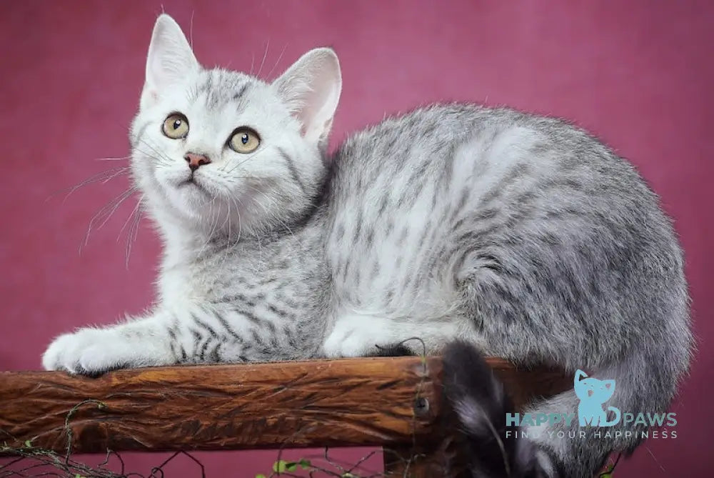 Puma Scottish Straight female black silver spotted tabby