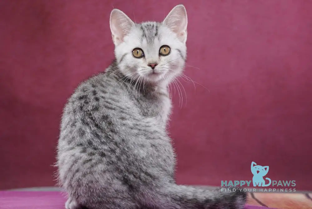 Puma Scottish Straight female black silver spotted tabby