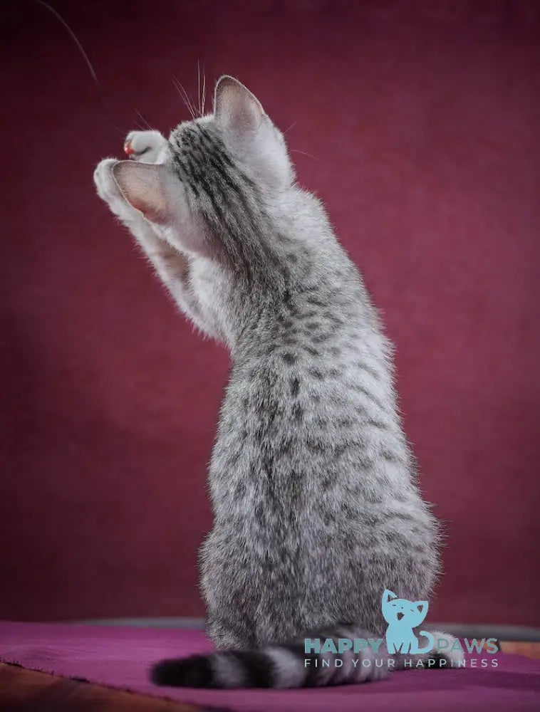 Puma Scottish Straight female black silver spotted tabby