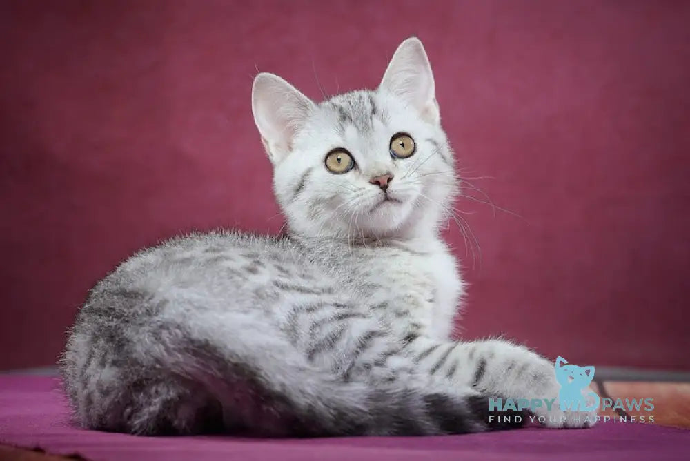 Puma Scottish Straight female black silver spotted tabby