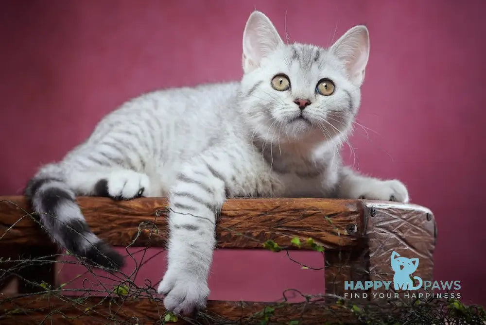 Puma Scottish Straight female black silver spotted tabby