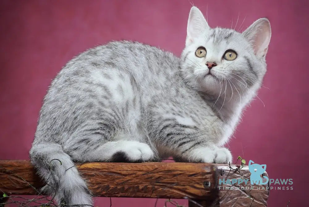 Puma Scottish Straight female black silver spotted tabby